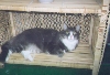 Jimmys cat, Gimli.