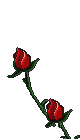 roses.gif (12516 bytes)
